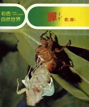 書封 彩色自然世界：蟬〈爺蟬〉